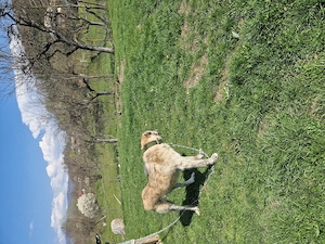 Ciobanesc kangal de vanzare - imagine 4