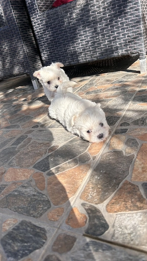 Bichoni maltezi disponibili! - imagine 4