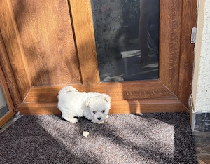 Bichoni maltezi disponibili!