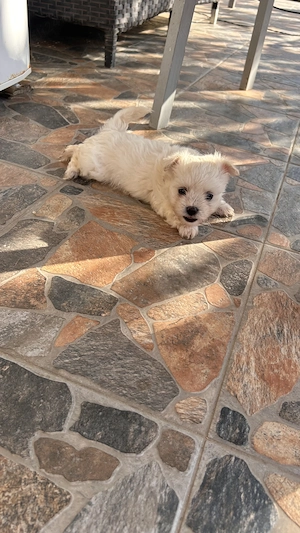 Bichoni maltezi disponibili! - imagine 3