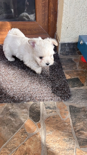 Bichoni maltezi disponibili! - imagine 5