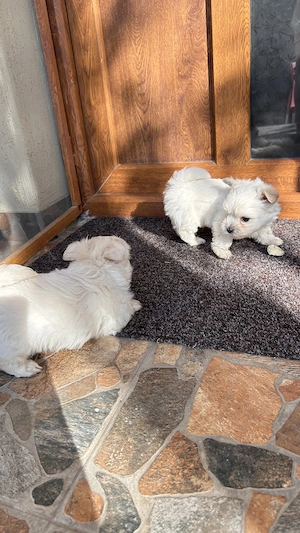 Bichoni maltezi disponibili! - imagine 2