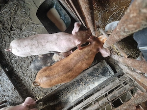 Porci 45. 50 kg  aproximativ 3 luni rasa pietrean cu duroc. - imagine 5