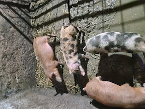 Porci 45. 50 kg  aproximativ 3 luni rasa pietrean cu duroc. - imagine 4