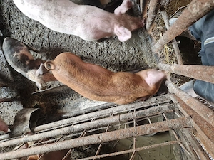 Porci 45. 50 kg  aproximativ 3 luni rasa pietrean cu duroc. - imagine 3