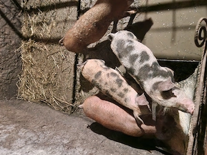 Porci 45. 50 kg  aproximativ 3 luni rasa pietrean cu duroc.