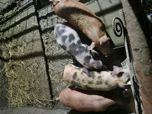 Porci 45. 50 kg  aproximativ 3 luni rasa pietrean cu duroc. - imagine 2