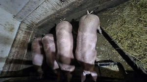 Porci pentru sacrificat 100 kg - imagine 2