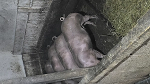 Porci pentru sacrificat 100 kg