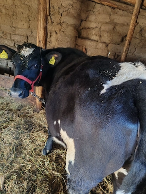 Vând vitea  - imagine 2