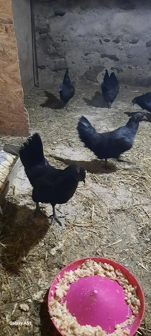 familie puicute Ayam cemani - imagine 2