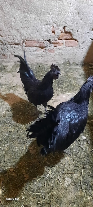 familie puicute Ayam cemani - imagine 3