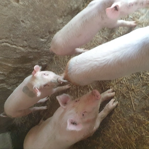 De vânzare - imagine 3