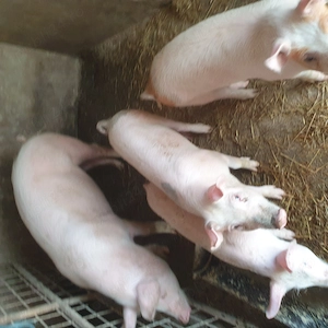 De vânzare - imagine 2