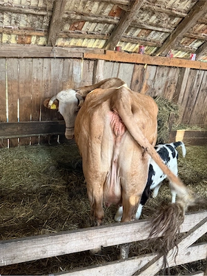 de vanzare vaca cu 2 vitei - imagine 2