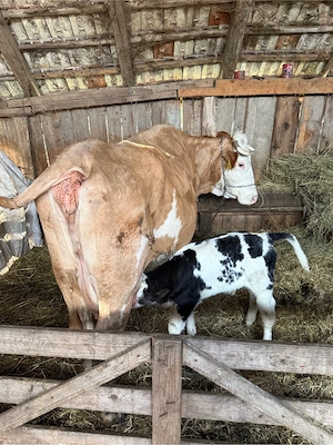 de vanzare vaca cu 2 vitei - imagine 4