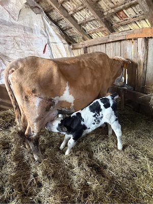 de vanzare vaca cu 2 vitei - imagine 3