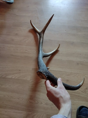 vand CORN cu 4 raze..70.cm