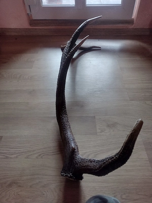 vand CORN 5raze.110cm