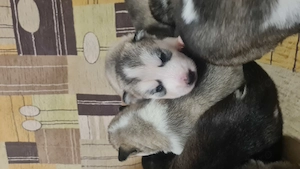 Husky Siberian pui 