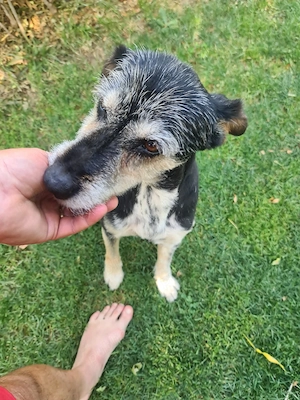 Pensiunea canină Apache 