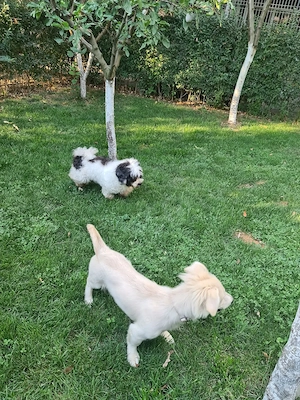 Pensiunea canină Apache  - imagine 4