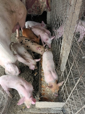 purcei de vanzare  - imagine 5