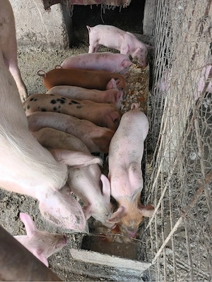 purcei de vanzare  - imagine 4