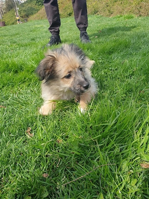 Pensiunea canină Apache  - imagine 3