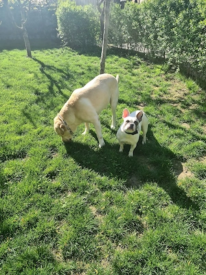 Pensiunea canină Apache  - imagine 2