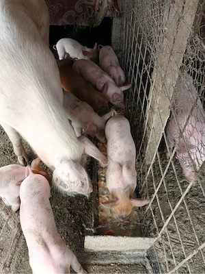 purcei de vanzare  - imagine 3