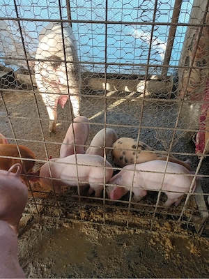 purcei de vanzare  - imagine 2