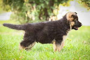 cautam stapan - imagine 2