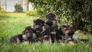 cautam stapan - imagine 3