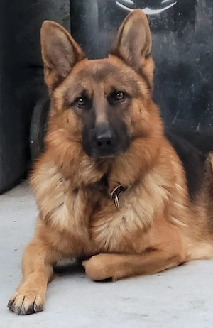 cautam stapan - imagine 5