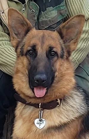 cautam stapan - imagine 4