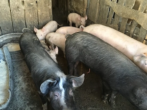 Purcei 6 luni, rasă mixtă Duroc Landrace