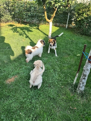 Pensiunea canină Apache  - imagine 5