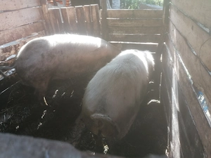 Vând porci marele alb