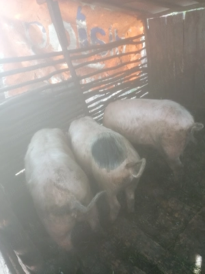 Vând porci marele alb - imagine 2