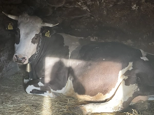 Vând vacă sănătoasă și bine întreținută. - imagine 2