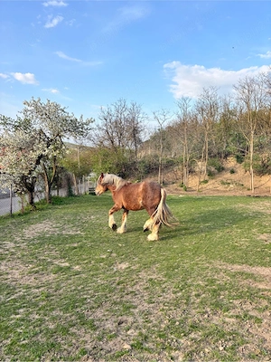 vand manz 2 ani  - imagine 2