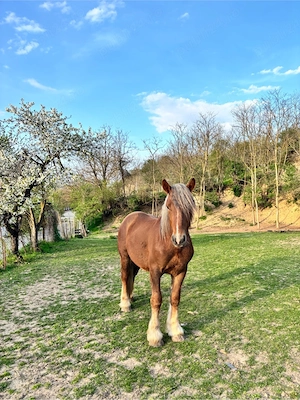 vand manz 2 ani  - imagine 3