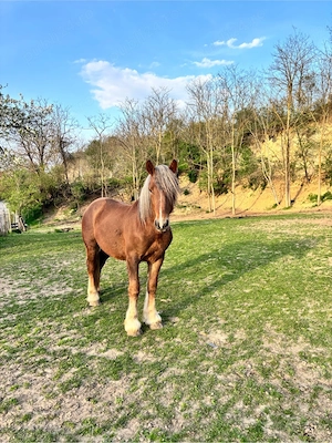 vand manz 2 ani  - imagine 4