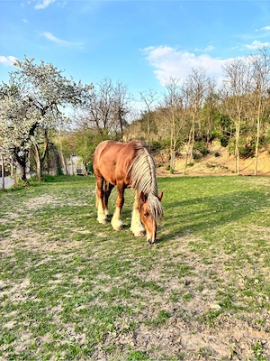 vand manz 2 ani  - imagine 5