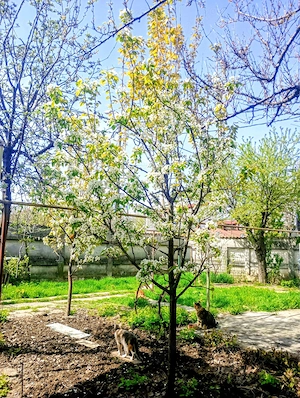 Proprietar vând Casă la Curte  - imagine 3