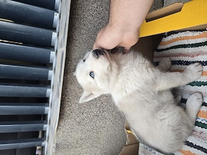 Husky Siberian Femela