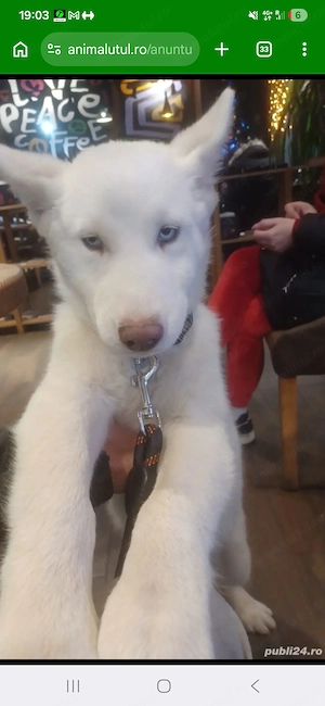 Husky Siberian Femela - imagine 5