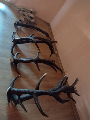 vand 4 Perechii COARNE