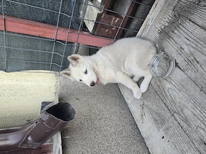 Husky Siberian Femela - imagine 4